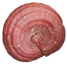 《战神：诸神黄昏》幕后花絮第一集 领略九界风光